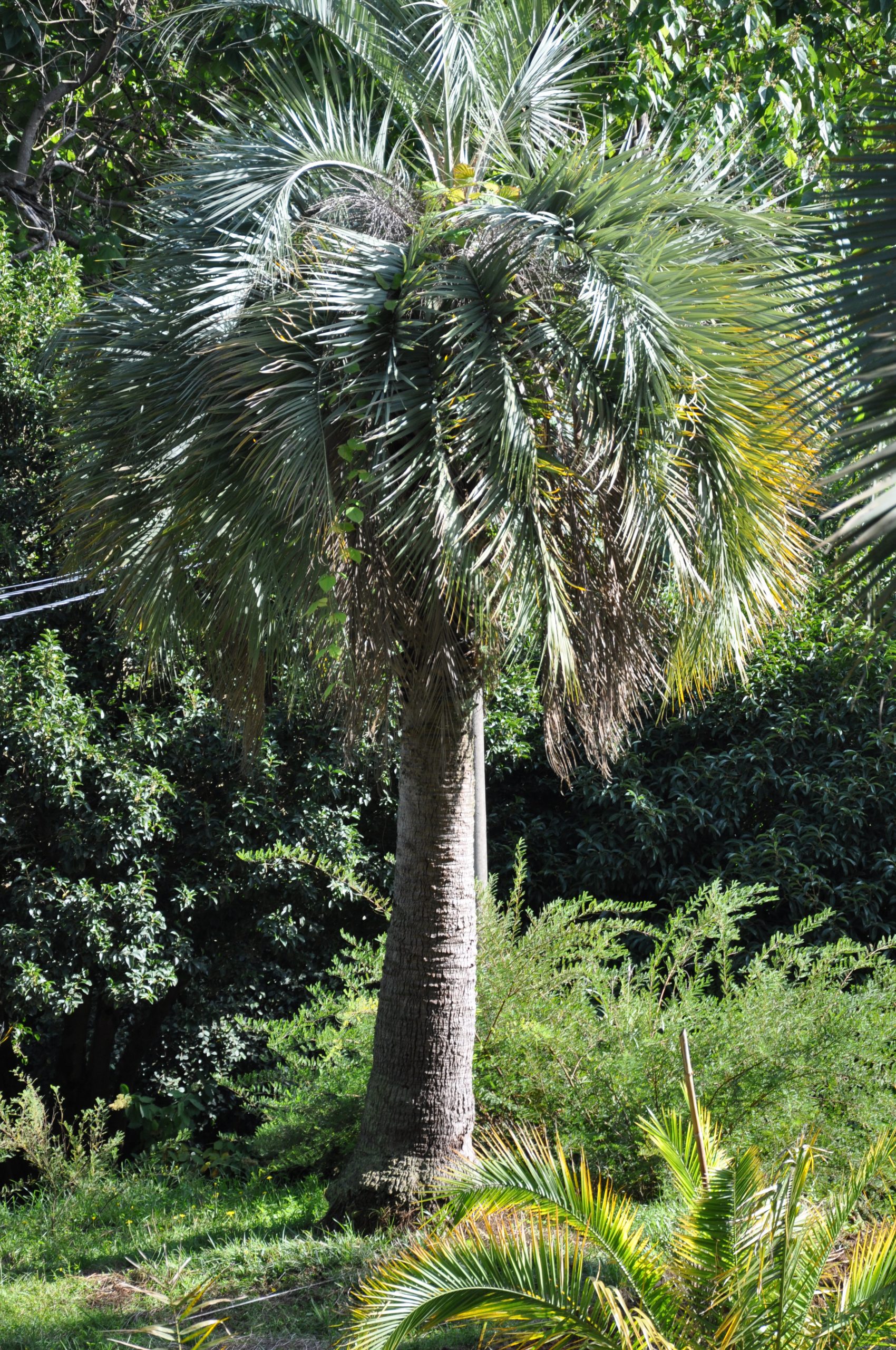 Butia Capitata - Paradise Palms